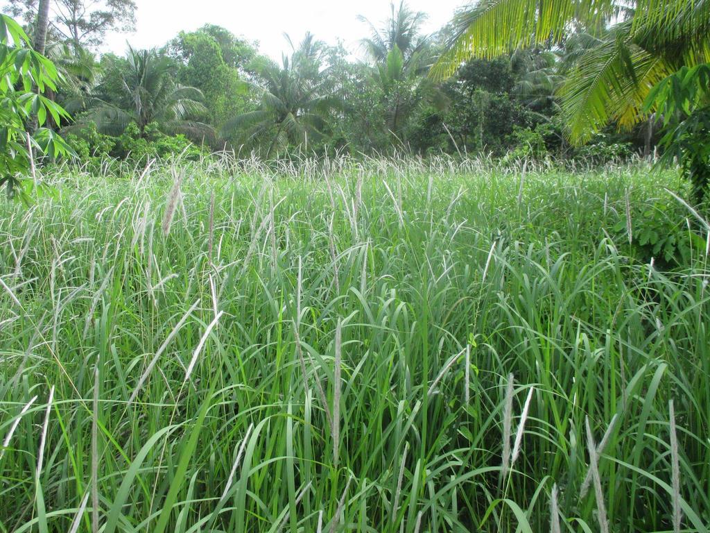 Manh Duyen Garden Homestay フーコック エクステリア 写真