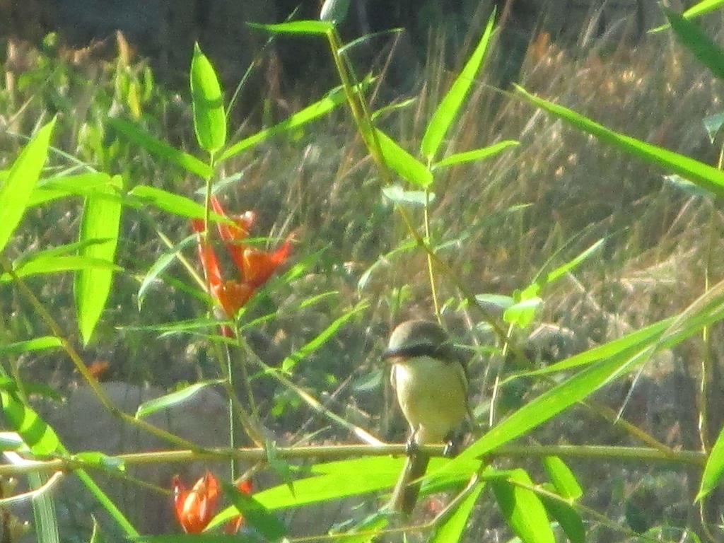 Manh Duyen Garden Homestay フーコック エクステリア 写真