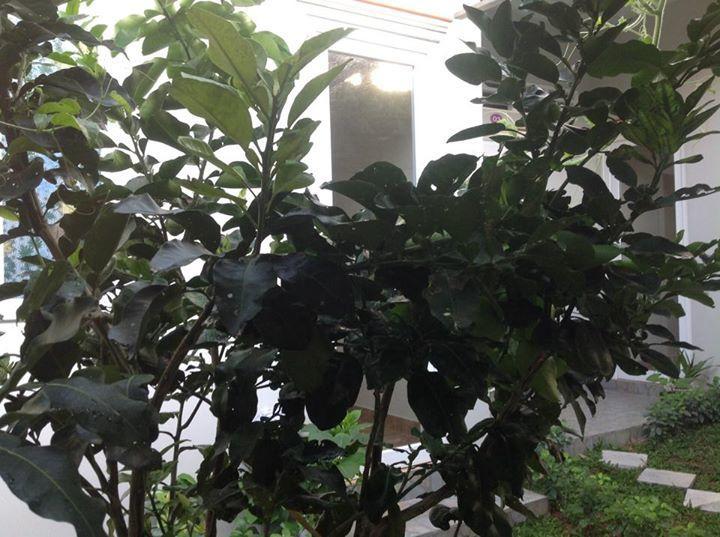 Manh Duyen Garden Homestay フーコック エクステリア 写真